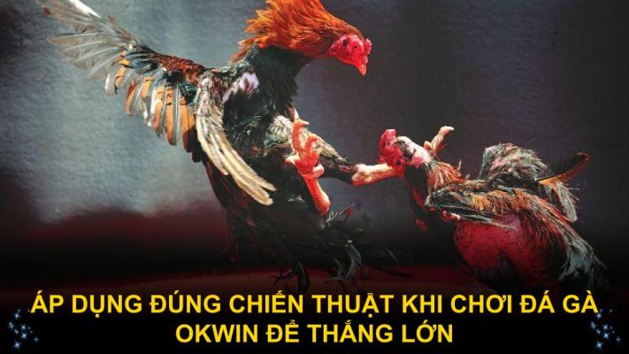 Áp dụng đúng chiến thuật khi chơi đá gà Okwin để thắng lớn