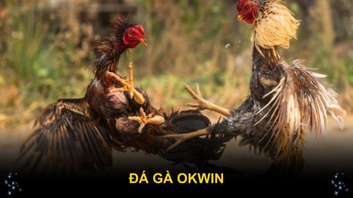 Đá Gà Okwin