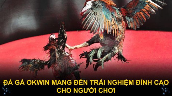 Đá gà Okwin mang đến trải nghiệm đỉnh cao cho người chơi